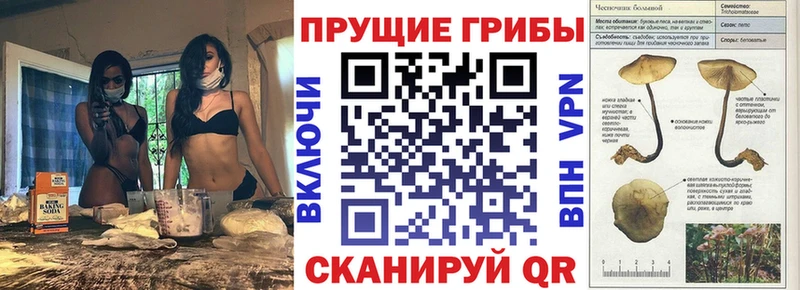 Купить где  Починок  Псилоцибиновые грибы GOLDEN TEACHER 